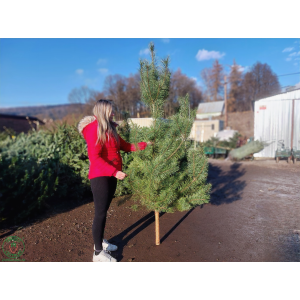 Borovica lesná (Pinus Sylvestris) - výška 200-230 cm, rezaná